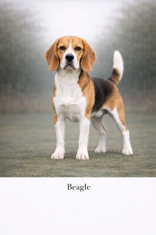 House training puppy